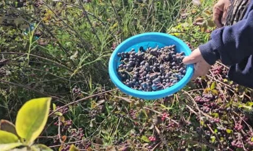 Konya'da alternatif tarım ürünü olarak aronyanın hasadı başladı