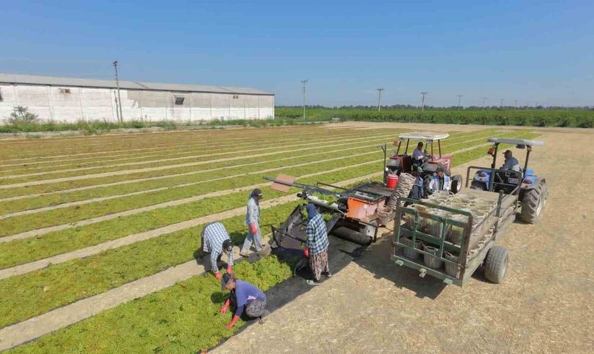 Manisa'da üzüm hasadı başladı ama üreticiler fire korkusu yaşıyor