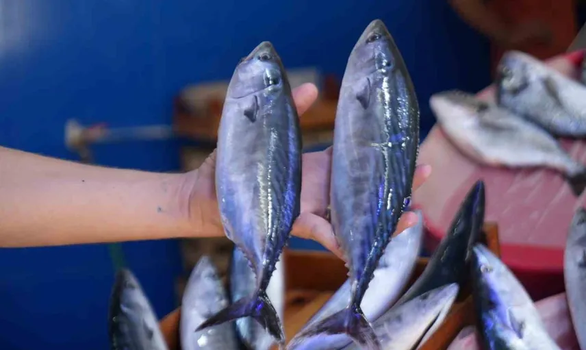 Bu yıl palamut sezonu dolup taşıyor: Balıkçılar umutlu