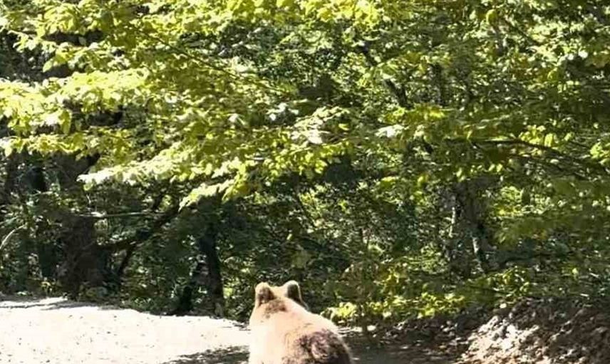 Bolu’da araçla ilerleyenlere ayı sürprizi