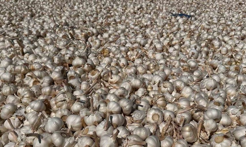 Sarımsak hastalıklarıyla mücadelede önemli adım: KBÜ’nden desteklenen proje