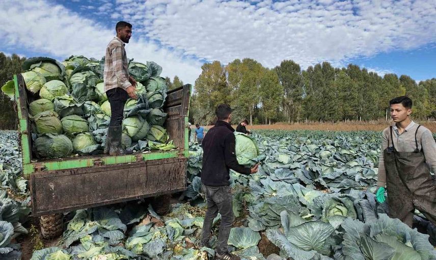 Erciş lahanasının hasadı başladı: Bölge ekonomisine katkı sağlıyor