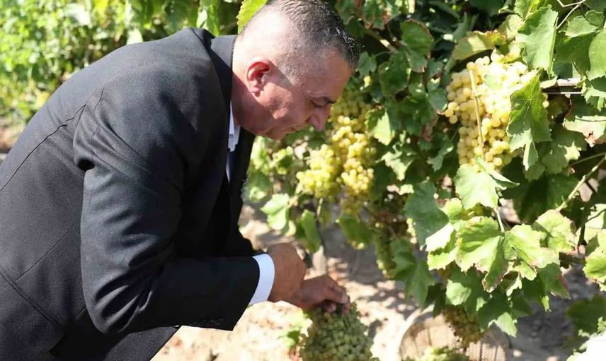 Manisa'da üzüm hasat dönemi coşkuyla başladı