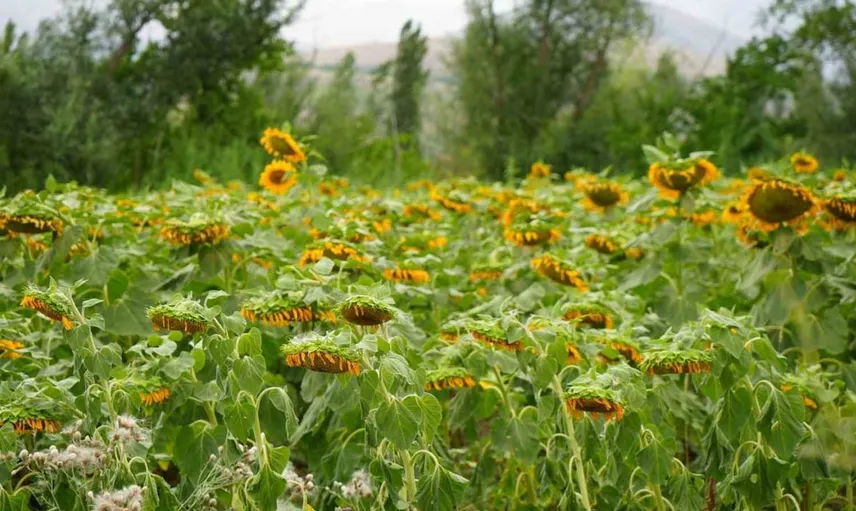 Erzincan'ın ayçiçeği tarlaları yaz mevsiminde sarı bir cennet sunuyor