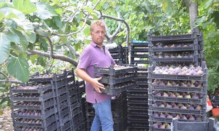 5 Tanesi 1 Kilo Ediyor! Bu Meyveyi Diken Pişman Olmuyor!