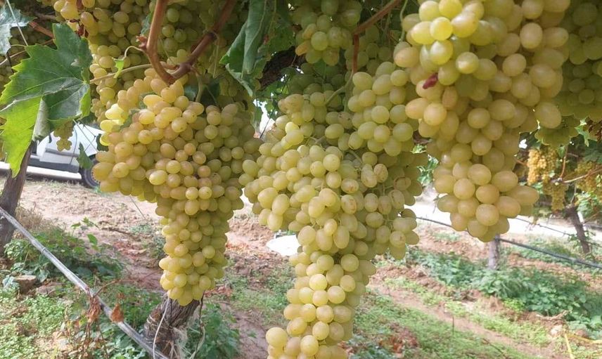 Sarıgöl'de üzüm hasadı beklemeye devam ediyor