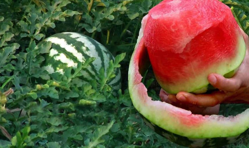Gaziantep'te güz karpuzu hasadı devam ediyor