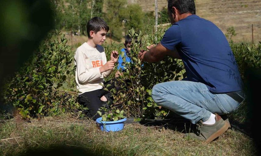 Fizik öğretmeninin aronya sevgisi Bayburt'ta tarıma dönüşüyor