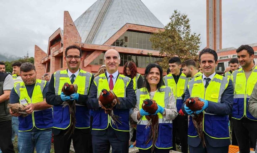 Sülünler doğaya salındı: Ondokuz Mayıs Üniversitesi'nde ekosistem için önemli adım
