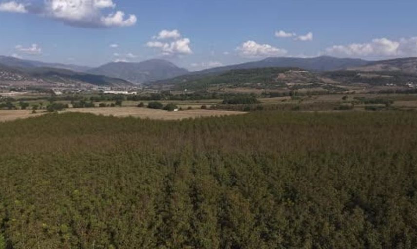 Osmaniye'de ceviz hasadı başladı: Üretici umutlu