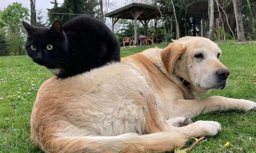 Düzce'de 2026 yılının ilk yarısında 787,8 ton kedi ve köpek maması ihraç edildi