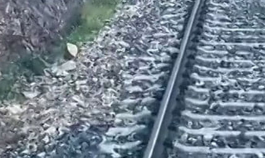 Divriği'de tren yolunda ayı ailesi heyecan yarattı