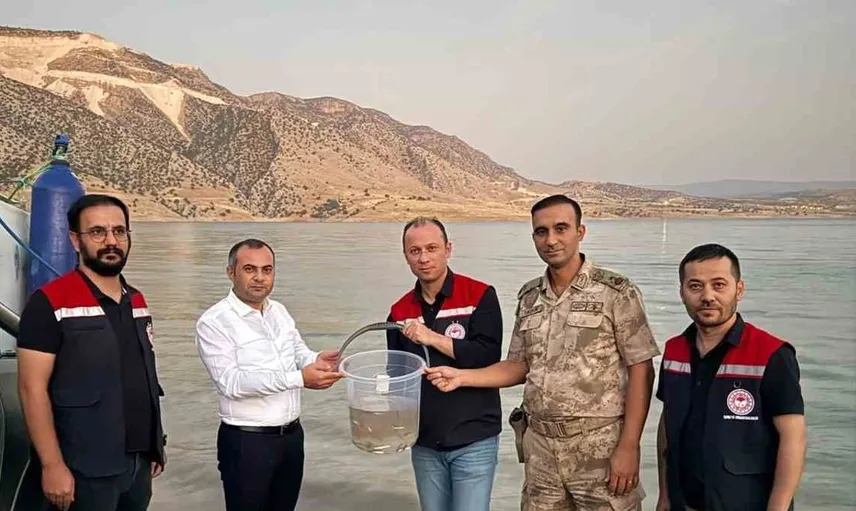 Dargeçit’te su ekosistemine katkı: 1 milyon şabut balığı Ilısu Barajı’na bırakıldı