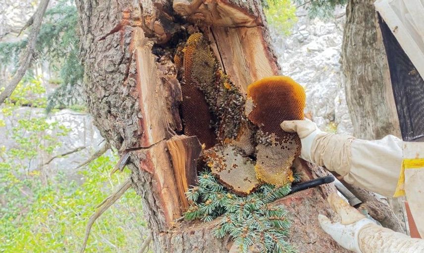Toroslar'da bal avcılığı: Doğanın sunduğu lezzeti arayanların öyküsü