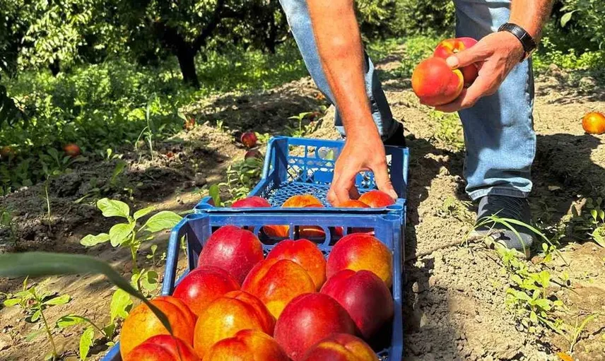 Bursa'da geç dönem nektarin fiyatları artıyor, çiftçinin yüzü gülüyor