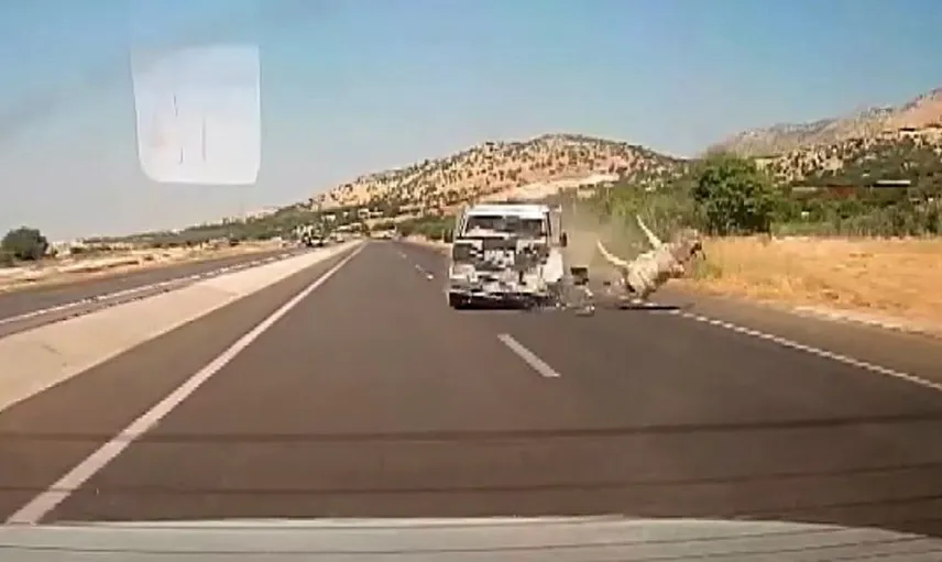 Adıyaman'da kamyonet eşeğe çarptı: Kaza anı araç kamerasında