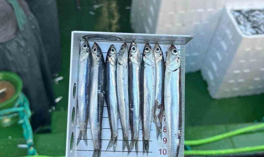 Didim'de gırgır teknelerine balık boyu denetimi yapıldı