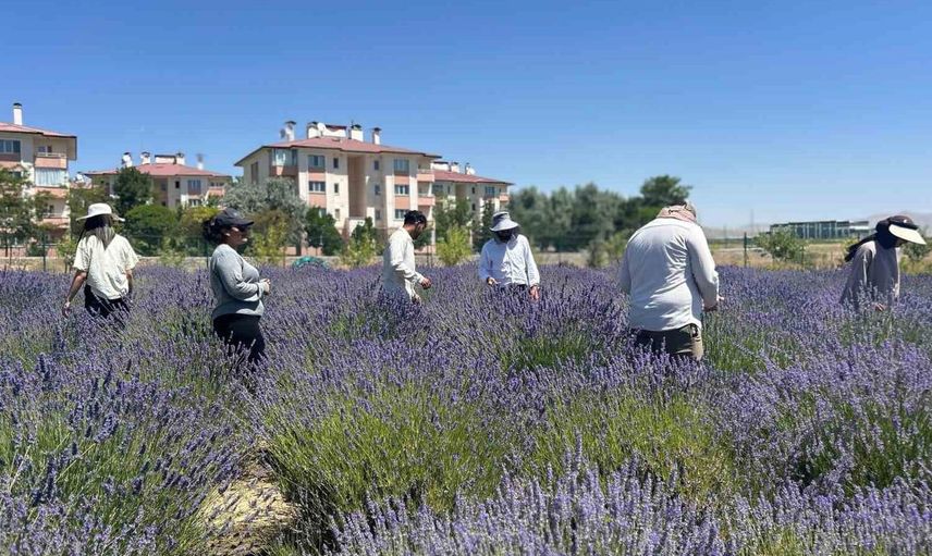 Van yyü’de 300 tür bitki ile dolu bahçe ziyaretçileri ağırlıyor