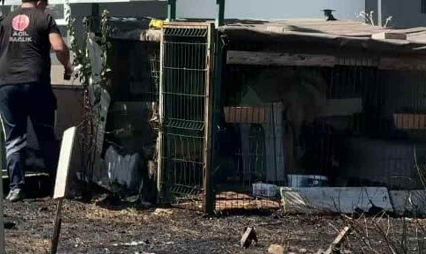 Çanakkale'de yol kenarında yangın, barakada mahsur kalan köpek kurtarıldı