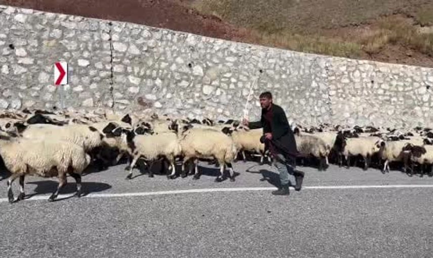 Erzurum'da göçerler kış hazırlıklarına başladı