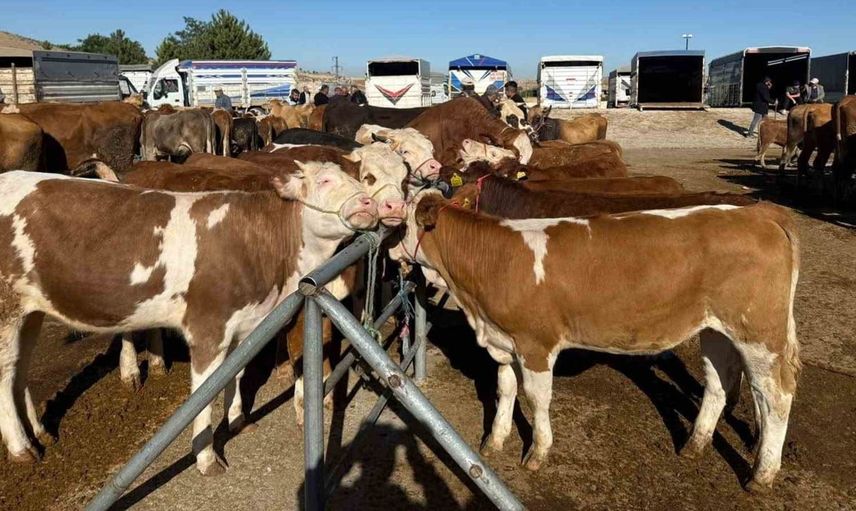 Yozgat'ta şap hastalığı nedeniyle hayvan pazarları geçici olarak kapatıldı