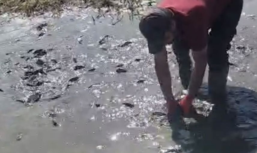 Yüksekova'da balıklar kuraklık nedeniyle telef olma tehlikesiyle karşı karşıya
