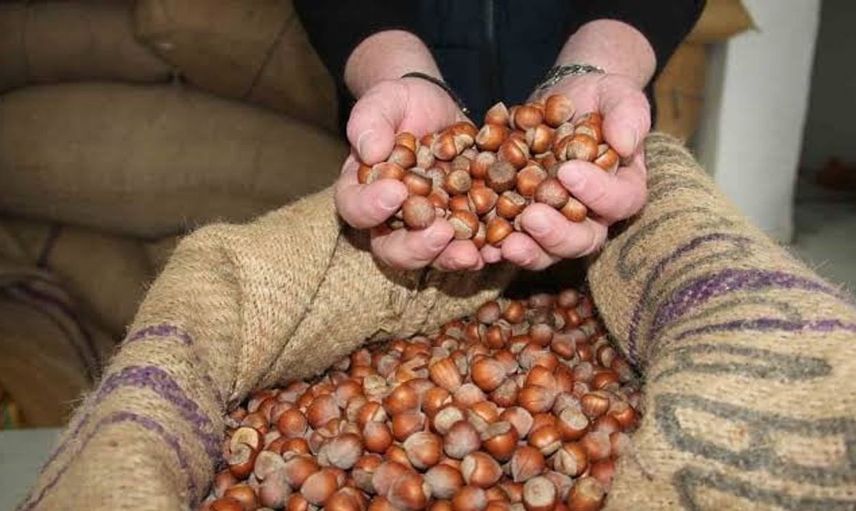 Giresun'da fındık fiyatlarında düşüş: Üreticiler TMO'ya akın ediyor