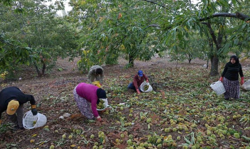 Aydın'da kestane hasadı sezonu kapandı: Çiftçiler yüksek dağlarda zorlu mücadele veriyor