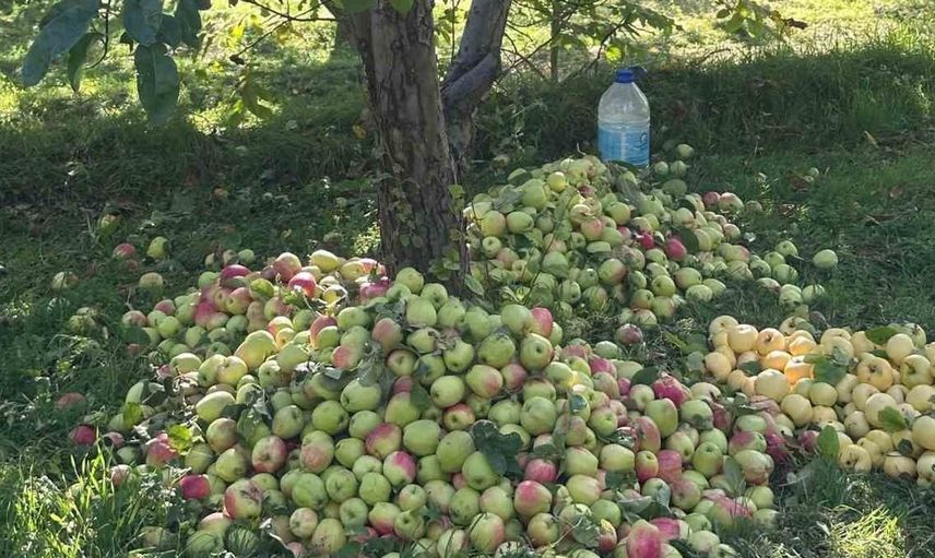 Gürün'ün ayvaniye elması hasadı sürüyor: Raf ömrüyle dikkat çekiyor