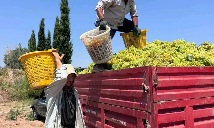 Üzüm üreticileri bu sezon zorluklarla karşılaşıyor