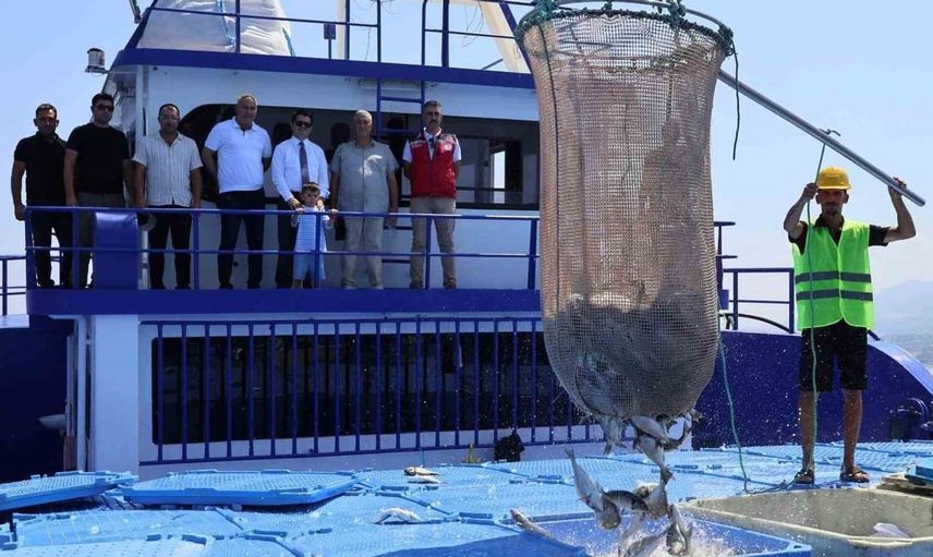 Arsuz'da balık hasadı Avrupa'ya kaliteli ihracat yapıyor