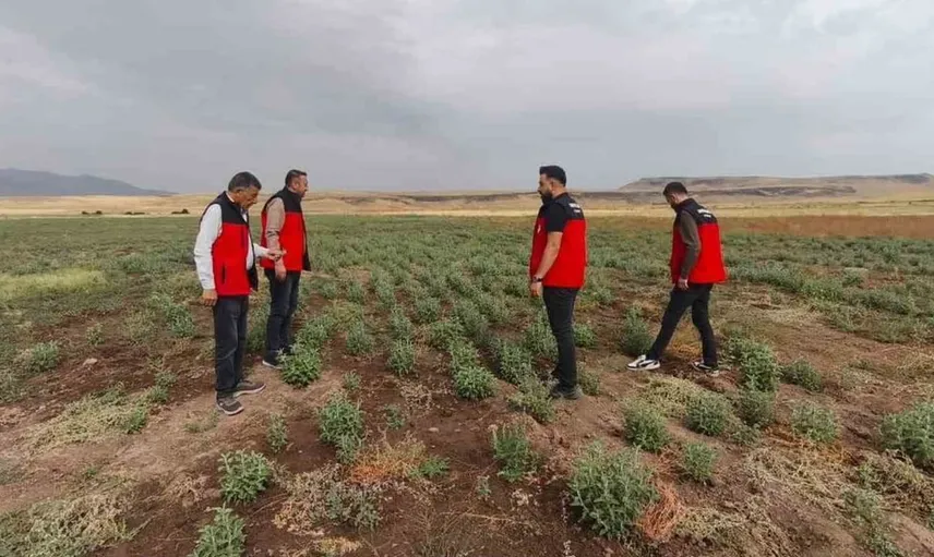 Patnos'ta ada çayı hasadı için geri sayım başladı