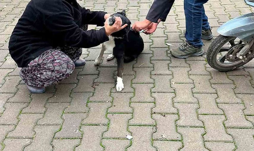 Ortaca'da kuduz aşısı seferberliği: Kedi ve köpekler için sağlık adımı