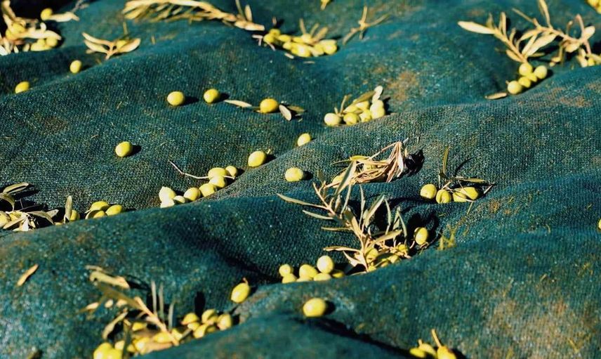 Didim Belediyesi zeytin hasadına başladı, yerel üreticileri destekliyor