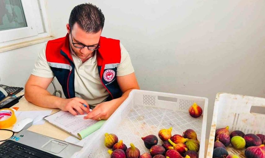 Nazilli'de taze incir hasadında denetim seferberliği