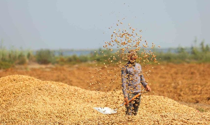 Adana'da yer fıstığı hasadı başladı: 135 bin ton rekolte bekleniyor