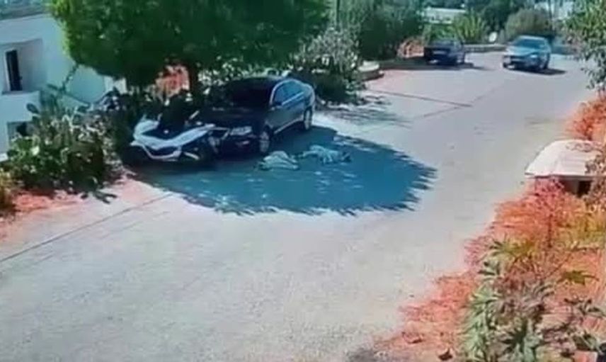 Bodrum'da otomobilin köpeklere çarpması mahalleliyi üzümüş