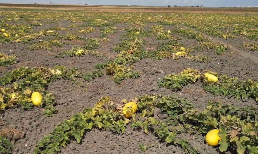 Çorlu Seymen kavunu: Aroması ve lezzetiyle dikkat çeken bir yerel mahsul
