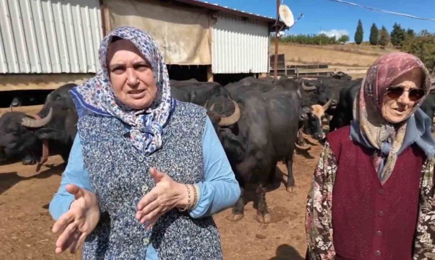 Tekirdağlı kadınların sabah 5’te başlayan manda üretimi hikayesi