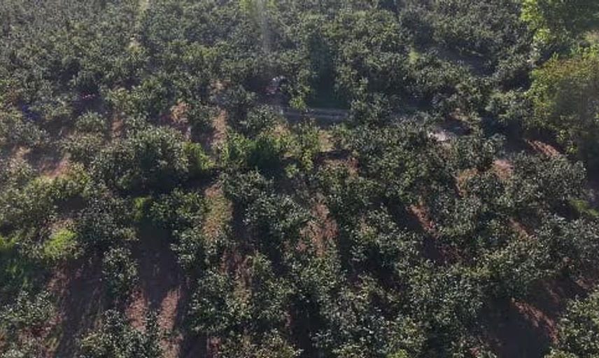 Düzce’de fındık hasat şenliği coşkuyla kutlandı