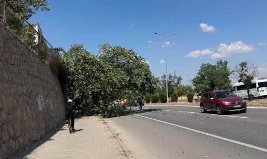 Devrilen kavak ağacı karayolunu kısmen kapattı