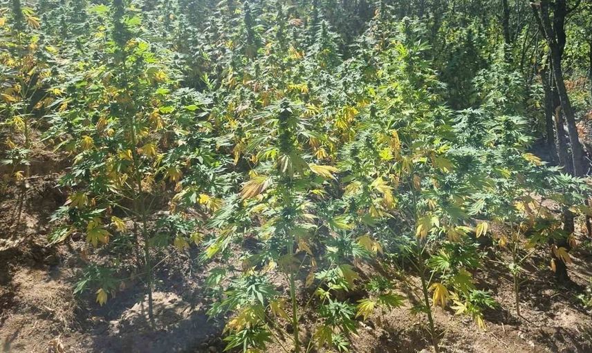 Bingöl'de jandarma operasyonunda kenevir ve uyuşturucu ele geçirildi