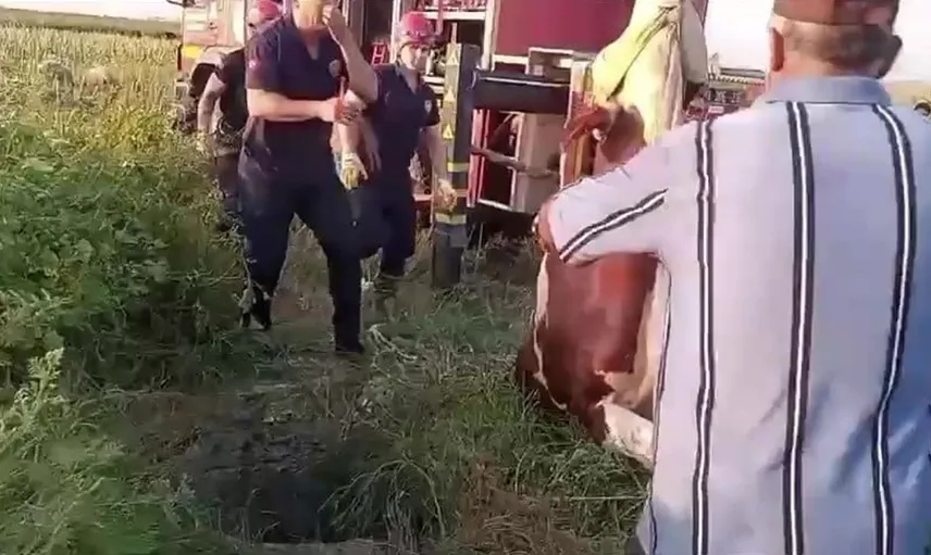 Kuyuya düşen inek itfaiyenin müdahalesiyle kurtarıldı