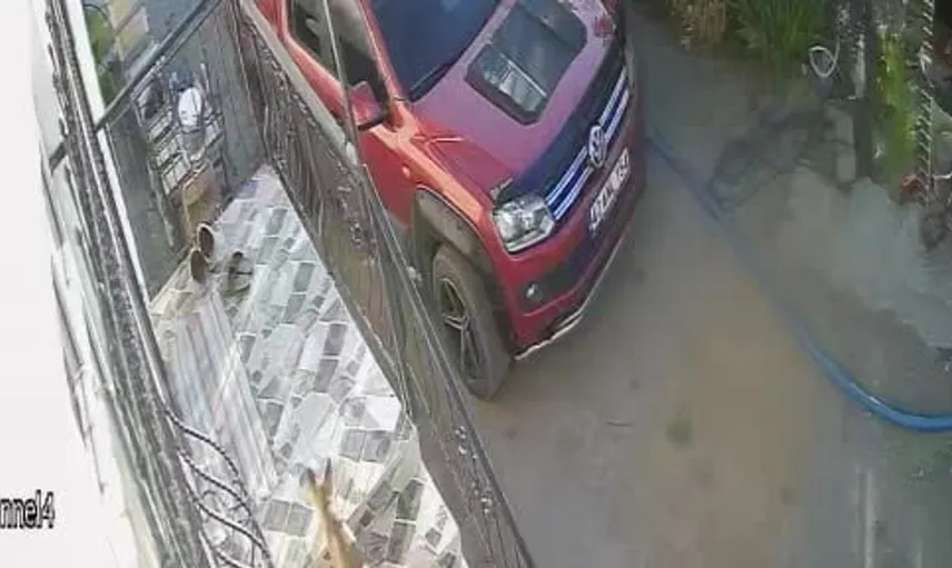 Terlik hırsızlığı olayı: Kedilere ve köpeklere inat tilki suçüstü