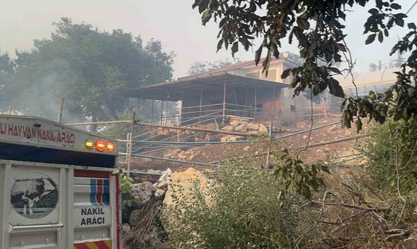 Muğla'daki orman yangınında hayvanlar güvenli alanlara tahliye edildi