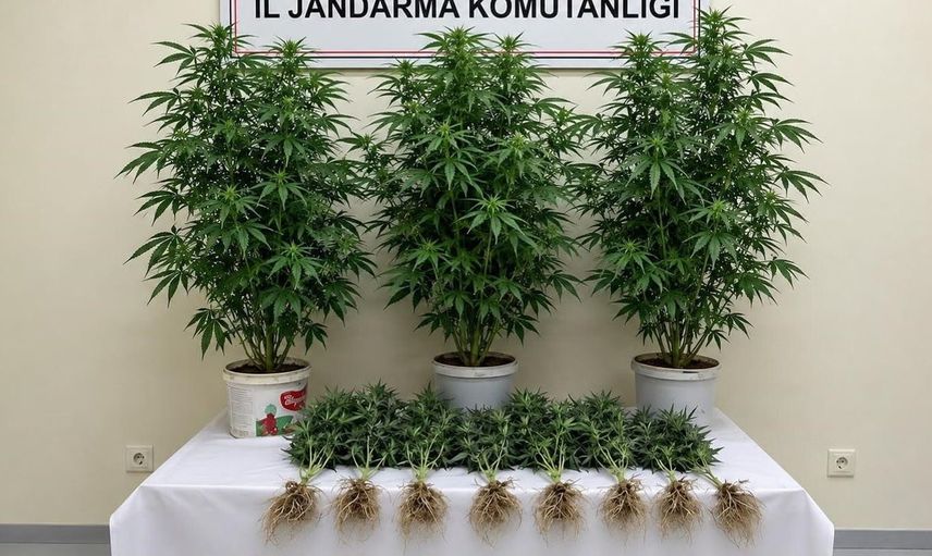 Bozova'da jandarma operasyonu: 13 kök kenevir bitkisi ele geçirildi