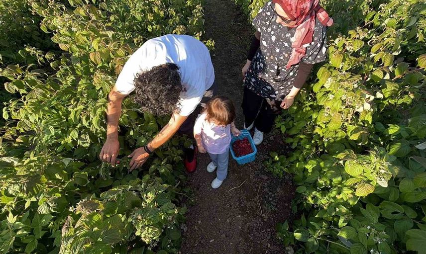Bolu'da dalından meyve toplama deneyimi sunan girişimci