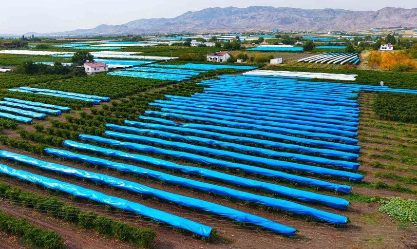 Elazığ'da bağların korunması için drenaj tedbiri alındı: 80 bin ton üzüm mavi ve beyaz brandalarla kaplandı