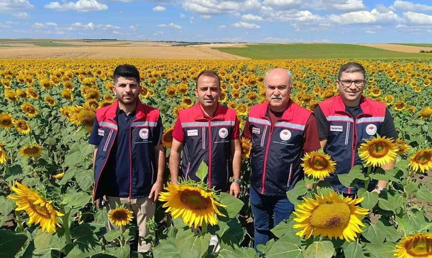 Trakya'nın sarı gelininden 250 bin tonluk umut