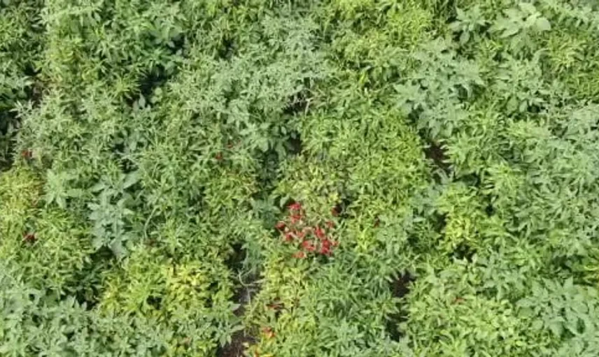 İslahiye'de kırmızı biber hasadı sezonu başladı